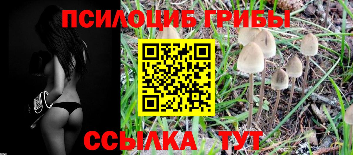 Арзамас  Галлюциногенные грибы Psilocybine cubensis  Вход с VPN 